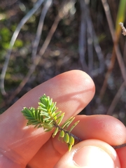 Pimelea orthia