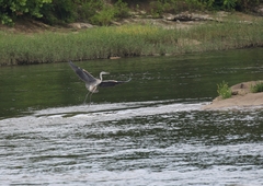 Ardea herodias