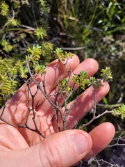Pimelea orthia