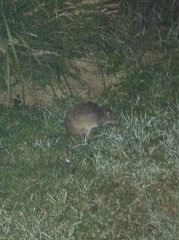 Potorous tridactylus