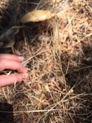 Cardamine oligosperma