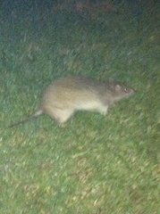 Potorous tridactylus