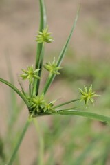 Cyperus grayioides