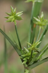 Cyperus grayioides