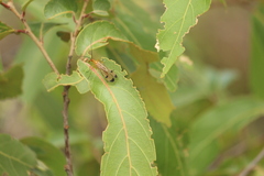 Panorpa bimacula