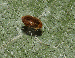 Laccophilus proximus