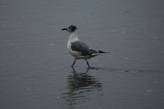 Leucophaeus pipixcan