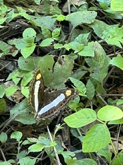 Adelpha serpa