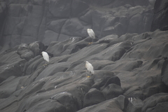 Egretta thula