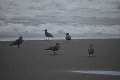 Leucophaeus modestus