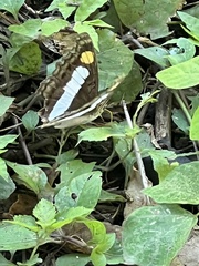 Adelpha serpa
