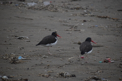 Haematopus palliatus