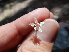 Micranthes bryophora