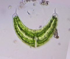 Spinoclosterium cuspidatum