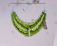 Spinoclosterium cuspidatum