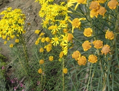 Euryops tenuissimus