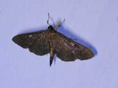 Herpetogramma sphingealis