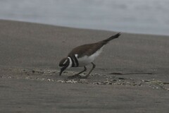Charadrius vociferus