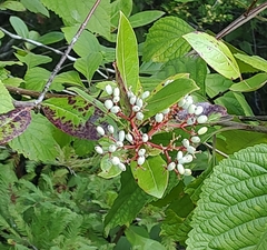 Viburnum nitidum