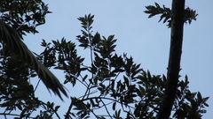 Virola multiflora
