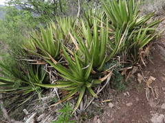 Agave angustiarum