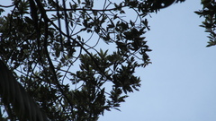 Virola multiflora