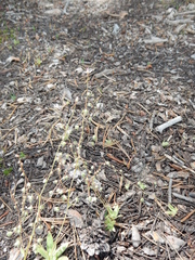 Micranthes bryophora