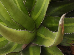 Agave angustiarum