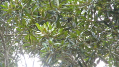Calophyllum brasiliense