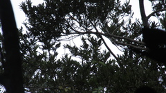 Virola multiflora