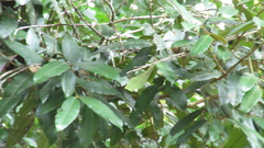 Calophyllum brasiliense