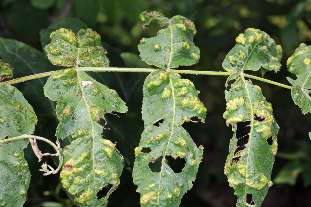 butternut erineum mite