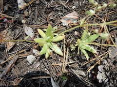 Micranthes bryophora