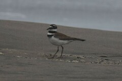 Charadrius vociferus