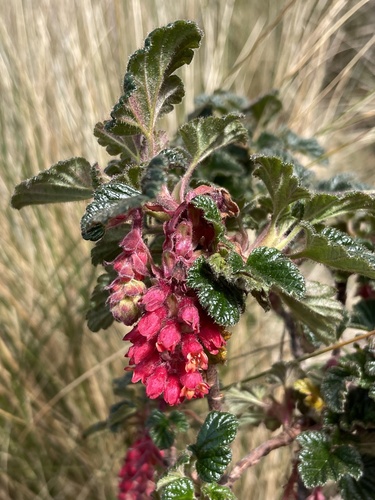 Ribes hirtum