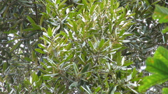 Calophyllum brasiliense