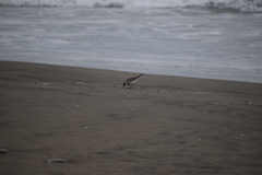 Charadrius vociferus