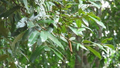 Calophyllum brasiliense