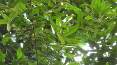 Calophyllum brasiliense