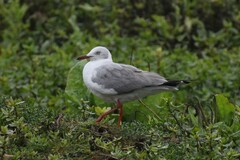 Chroicocephalus cirrocephalus