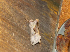 Autographa ampla
