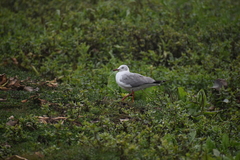 Chroicocephalus cirrocephalus