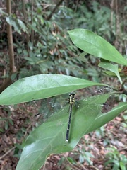 Leptogomphus sauteri