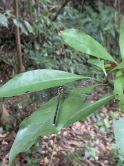 Leptogomphus sauteri
