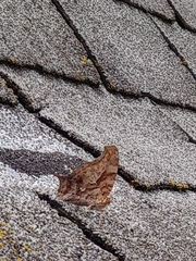 Polygonia