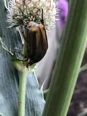 Cotinis nitida