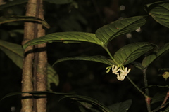Cyclophyllum pancheri