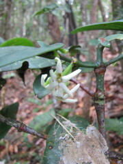 Cyclophyllum pancheri