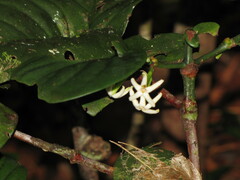 Cyclophyllum pancheri