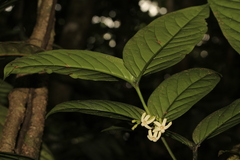 Cyclophyllum pancheri